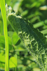 leaf with dew drops