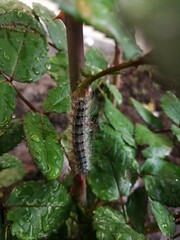 caterpillar