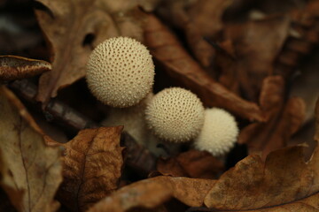 close up of mushroom