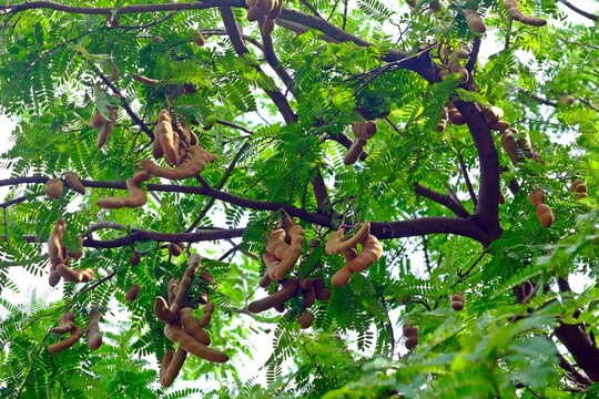 Fresh Tamarind on Tamarind tree.