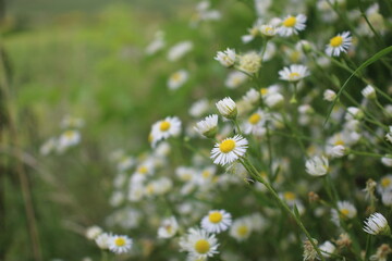 daisies in the field