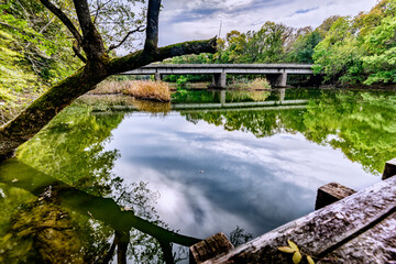 reflection of trees in the river