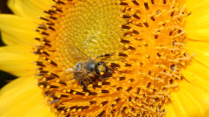 bee on sunflower