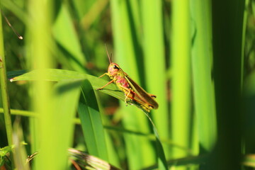 grasshopper on a grass