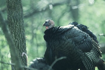 Turkey Vulture