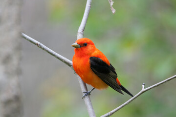 Scarlet Tanager