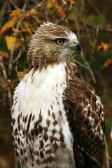 Red-tailed Hawk