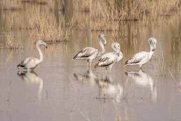 pelicans in flight