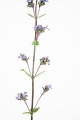 Fototapeta premium fiori e fusta di salvia pratense