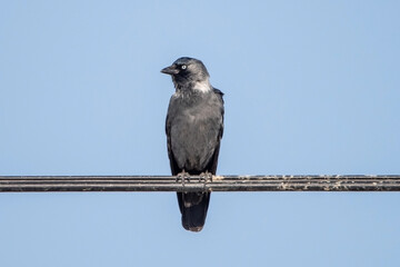 crow on a fence