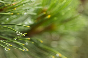 Water droplets on green leaves