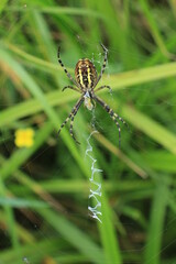 spider on the web