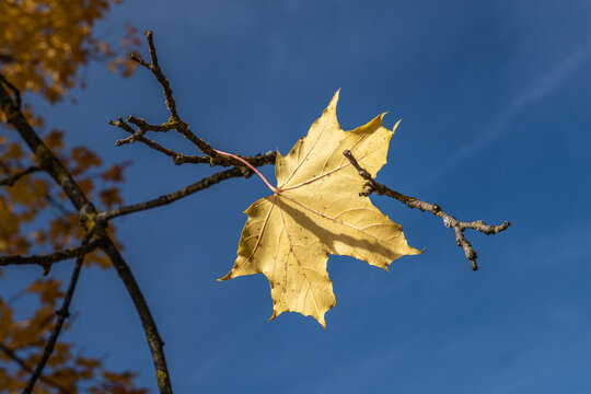 Gelbes Ahornblatt vor blauem Himmel im Herbst