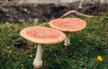 fly agarics nella foresta di autunno
