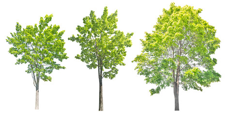 three bright green large maple trees on white