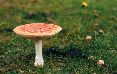 fly agarics nella foresta di autunno