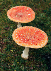 fly agarics nella foresta di autunno