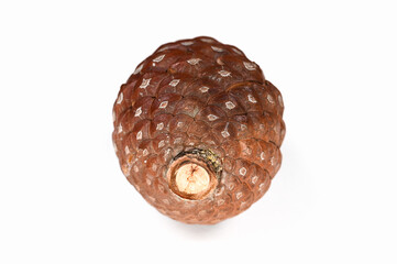 Spruce cone on white background