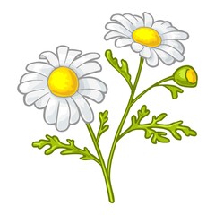 Chamomile flower with leaf. Color vintage illustration on white background