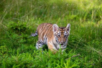 Tiger im Wald zwischen jungen Bäumen und Gras Blickrichtung zum Betrachter