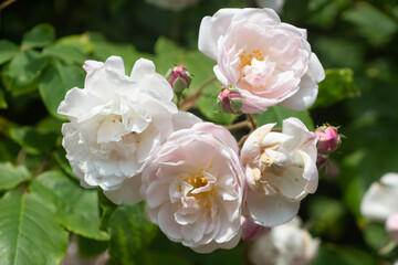 White roses in a garden during spring