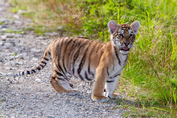 Junger Tiger auf einem Weg stehend