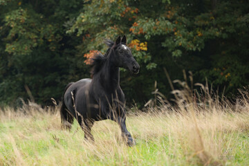 Rappe im Herbst