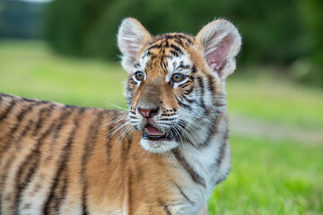 Portrait Junger Tiger  Blick seitlich