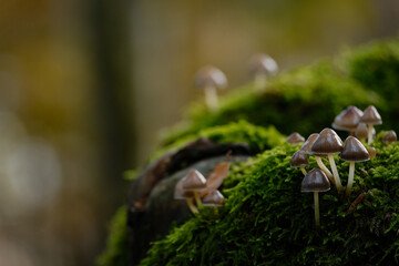 Mushrooms colony on moss