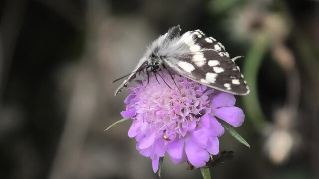 farfalla, melanargia galathea