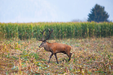 Majestic red deer, cervus elaphus, moving on corn field in autumn nature. Wild stag walking on dry stubble in morning atmosphere. Antlered animal going on crop.