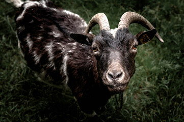Naklejka premium Goat face close up. Black goat looking at the camera.