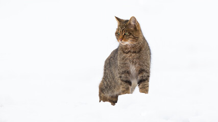 Proud european wildcat, felis silvestris, standing on snow in winter. Calm animal observing on white hill nature. Brown mammal looking whith white background.
