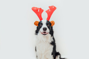 Naklejka na ściany i meble Funny studio portrait of cute smiling puppy dog border collie wearing Christmas costume red deer horns hat isolated on white background. Preparation for holiday. Happy Merry Christmas 2021 concept.