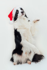 Funny studio portrait of cute smiling puppy dog border collie wearing Christmas costume red Santa Claus hat isolated on white background. Preparation for holiday Happy Merry Christmas 2021 concept