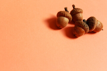 acorn on an orange background