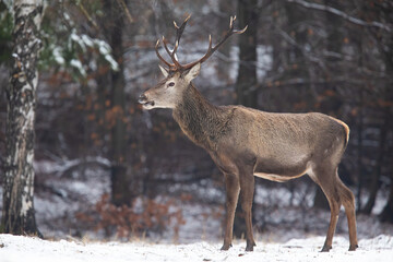 Naklejka na ściany i meble Red deer, cervus elaphus, standing in forest in wintertime nature. Wild stag looking aside on snowy woodland in winter. Brown mammal observing in woodland.