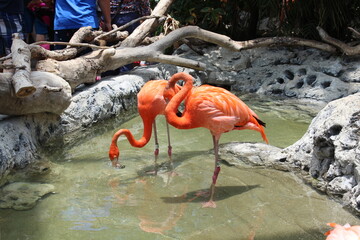 Fototapeta premium group of flamingos