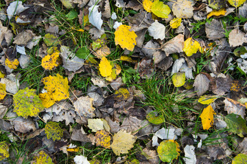 Autumn yellow and brown aspen leaves on green grass. Autumn background