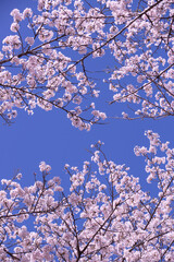 青空と桜