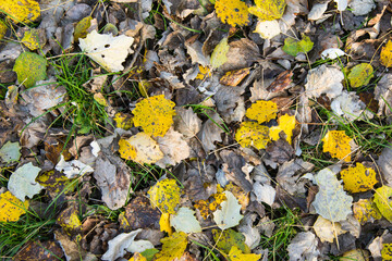 Autumn yellow and brown aspen leaves on green grass. Autumn background