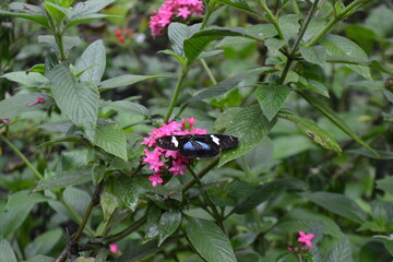 Mariposas en la naturaleza