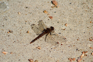 dragonfly on a stone