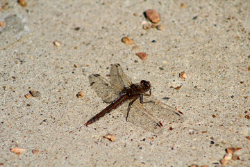 red dragonfly on the ground