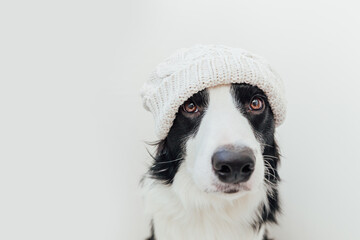 Funny studio portrait of cute smiling puppy dog border collie wearing warm knitted clothes white hat isolated on white background. Winter or autumn portrait of new lovely member of family little dog.