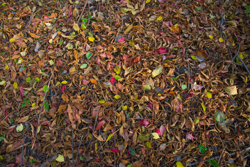 Beautiful autumn leaves on the ground.