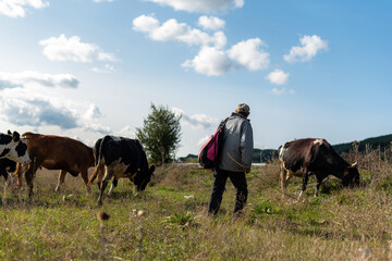 Farmer in pasture old man walking cows grass autumn green warm day sunny countryside rural village bulgaria