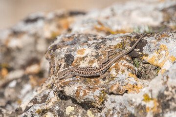 lizard on the stone