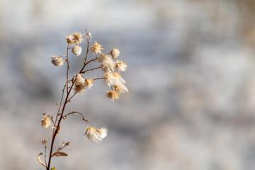 Dry grass autumn fluffy flower seeds, macro in desert with blurred background. Growth in wild dry earth