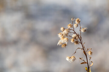 Dry grass autumn fluffy flower seeds, macro in desert with blurred background. Growth in wild dry earth  